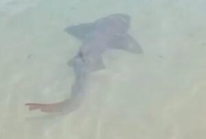 Leia mais sobre o artigo Tubarão é flagrado a poucos metros de banhistas em Ponta Negra em Natal