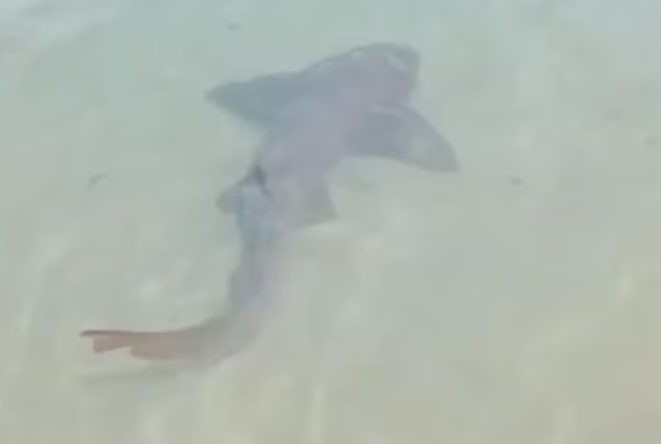 No momento, você está visualizando Tubarão é flagrado a poucos metros de banhistas em Ponta Negra em Natal