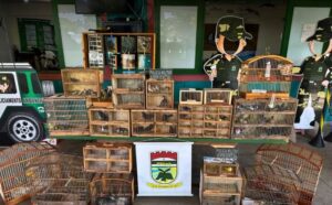 Leia mais sobre o artigo BPAmb coíbe comércio ilegal de aves silvestres na Feira da Esperança em Natal