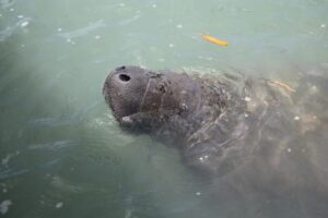 Leia mais sobre o artigo Projeto Cetáceos da Uern realizará sétima soltura de peixe-boi-marinho