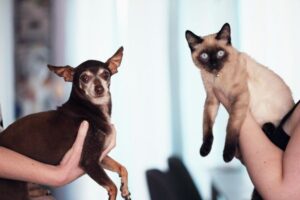 Leia mais sobre o artigo Justiça condena homem por maus-tratos a cães e gatos no Alto Oeste potiguar