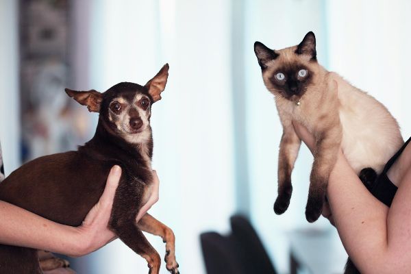 Leia mais sobre o artigo Justiça condena homem por maus-tratos a cães e gatos no Alto Oeste potiguar