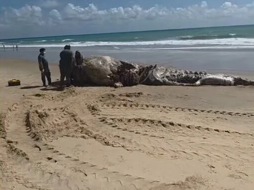 Leia mais sobre o artigo Baleia cachalote é encontrada morta na areia da Via Costeira