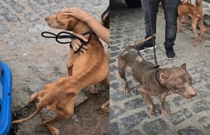 Leia mais sobre o artigo Polícia Civil resgata cães em situação de maus-tratos na Zona Norte de Natal