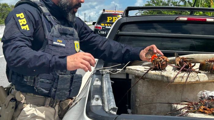 Leia mais sobre o artigo PRF apreende cerca de 40 kg de lagosta ovada durante defeso na BR-101
