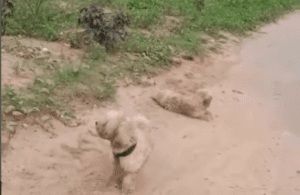 Leia mais sobre o artigo Cachorrinha atropelada na BR-406 precisa de cirurgia e protetoras pedem ajuda em João Câmara