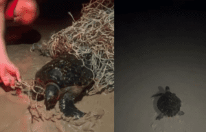 Leia mais sobre o artigo Bombeiros resgatam tartaruga presa em rede de pesca no litoral do RN