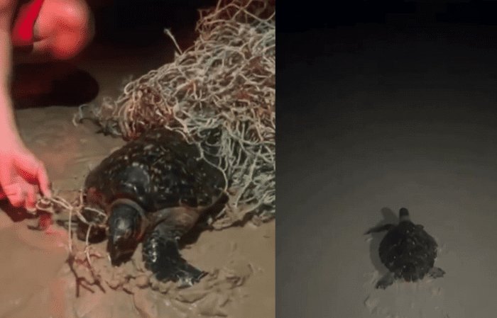 Leia mais sobre o artigo Bombeiros resgatam tartaruga presa em rede de pesca no litoral do RN