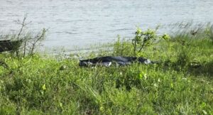 Leia mais sobre o artigo Tragédia em Extremoz: mulher se afoga enquanto companheiro se afasta por instantes