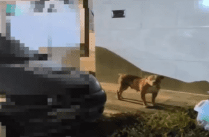 Leia mais sobre o artigo Polícia Militar autua tutor de Pit Monster por deixá-lo solto em via pública em Extremoz/RN