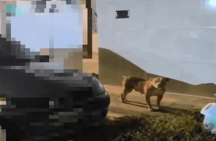 Leia mais sobre o artigo Polícia Militar autua tutor de Pit Monster por deixá-lo solto em via pública em Extremoz/RN