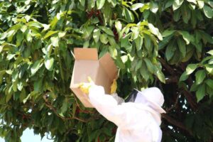 Leia mais sobre o artigo Somente em 2026, o Corpo de Bombeiros do RN já registrou 665 ocorrências relacionadas ao manejo de abelhas