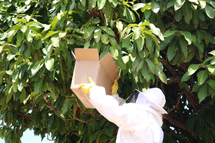 Leia mais sobre o artigo Somente em 2026, o Corpo de Bombeiros do RN já registrou 665 ocorrências relacionadas ao manejo de abelhas