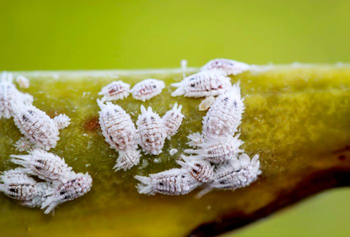 Leia mais sobre o artigo Especial UFRN – Pesquisa revela como bactérias ajudam insetos a sobreviver e desafiam defesas dos cactos