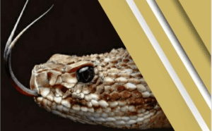 Leia mais sobre o artigo Rio Grande do Norte registrou um total de 9.916 acidentes por animais peçonhentos em 2025, revela boletim da Sesap