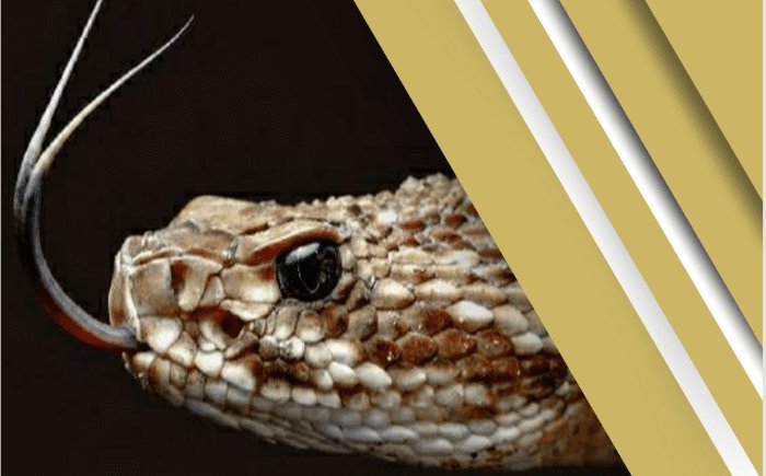 Leia mais sobre o artigo Rio Grande do Norte registrou um total de 9.916 acidentes por animais peçonhentos em 2025, revela boletim da Sesap