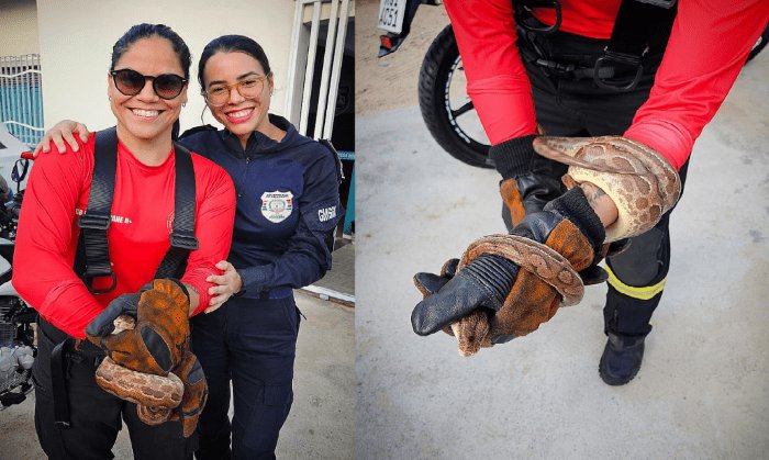 Leia mais sobre o artigo Bombeiros capturam cobra na sede da Guarda Municipal em São Gonçalo do Amarante (RN)