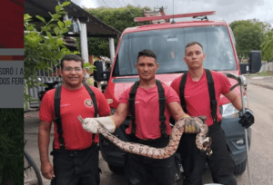 Leia mais sobre o artigo Corpo de Bombeiros Militar do Rio Grande do Norte captura cobra em residência no interior do RN