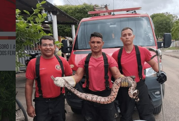 Leia mais sobre o artigo Corpo de Bombeiros Militar do Rio Grande do Norte captura cobra em residência no interior do RN