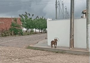 Leia mais sobre o artigo Perigo: Flagrante de um pitbull circulando livremente pelas ruas do bairro da Cohab em João Câmara