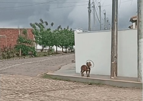 Leia mais sobre o artigo Perigo: Flagrante de um pitbull circulando livremente pelas ruas do bairro da Cohab em João Câmara