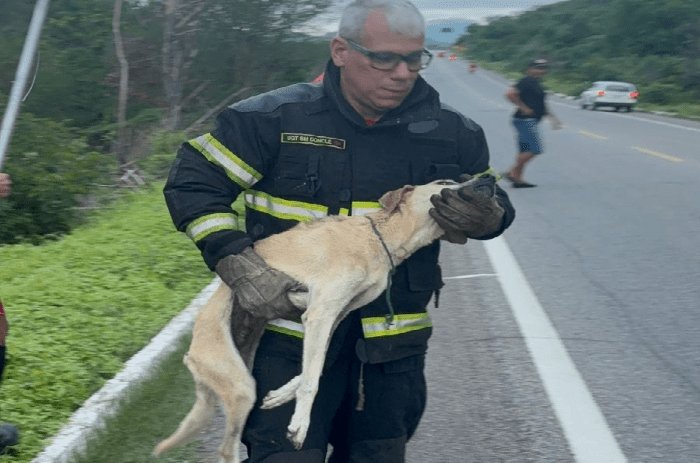 Leia mais sobre o artigo Bombeiros do RN resgatam cachorro preso às margens da BR-226