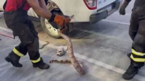 Leia mais sobre o artigo Jiboia é encontrada dentro de veículo e mobiliza resgate no RN