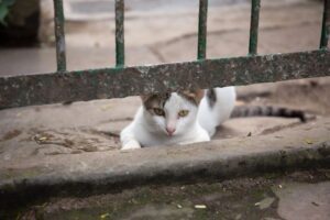 Leia mais sobre o artigo MPRN recomenda suspensão de captura de gatos domésticos em condomínio no RN