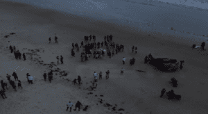 Leia mais sobre o artigo Homem morre após se afogar em praia de Barra de Maxaranguape