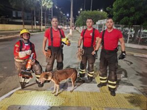 Leia mais sobre o artigo Bombeiros do RN realizam resgate de cachorro preso em rede de esgoto