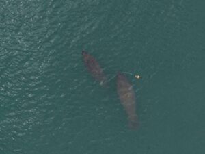 Leia mais sobre o artigo Peixe-boi Maria percorre quase 700 km entre RN e Piauí após soltura e reforça sucesso de projeto de conservação