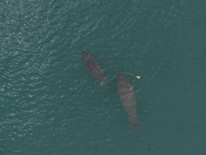 Leia mais sobre o artigo Peixe-boi Maria percorre quase 700 km entre RN e Piauí após soltura e reforça sucesso de projeto de conservação
