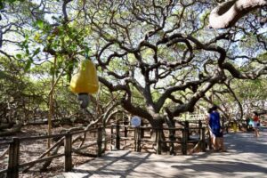 Leia mais sobre o artigo MPT-RN obtém decisão judicial que condena IDEMA e empresa terceirizada em ação sobre condições de trabalho no Cajueiro de Pirangi