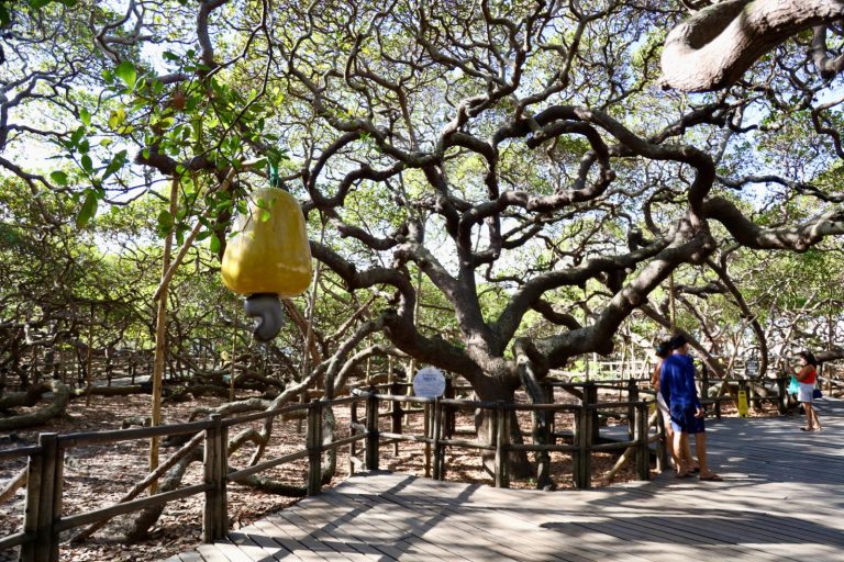 Leia mais sobre o artigo MPT-RN obtém decisão judicial que condena IDEMA e empresa terceirizada em ação sobre condições de trabalho no Cajueiro de Pirangi
