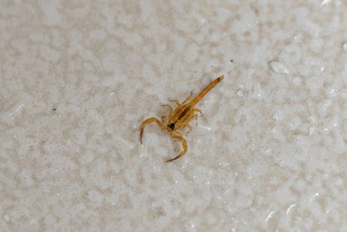 No momento, você está visualizando Rio Grande do Norte já registrou 858 acidentes com escorpiões de janeiro a março de 2026