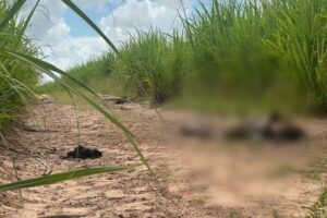 Leia mais sobre o artigo Corpo em avançado estado de decomposição é encontrado na Grande Natal