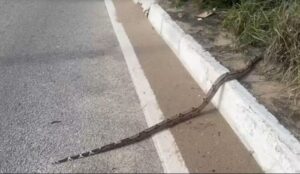 Leia mais sobre o artigo Jiboia atravessa a Via Costeira e chama atenção de motoristas em Natal