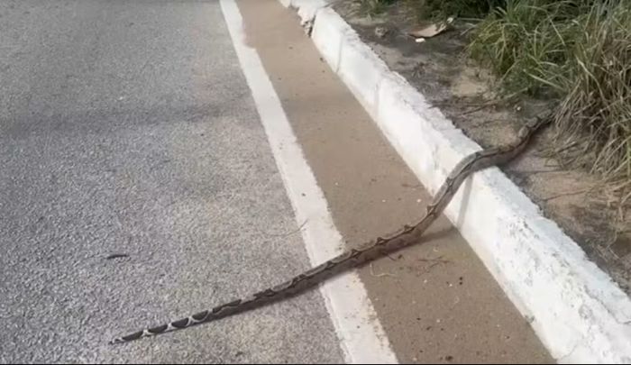 Leia mais sobre o artigo Jiboia atravessa a Via Costeira e chama atenção de motoristas em Natal