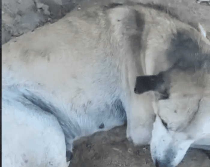 Leia mais sobre o artigo Publicada Lei proíbe condenados por maus-tratos a animais em cargos públicos no RN