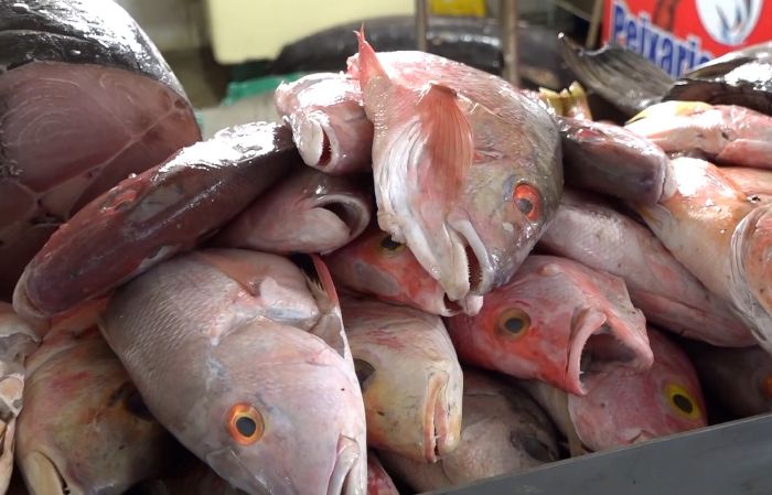 Leia mais sobre o artigo Secretaria de Saúde de Natal investiga surtos de intoxicação por ciguatera