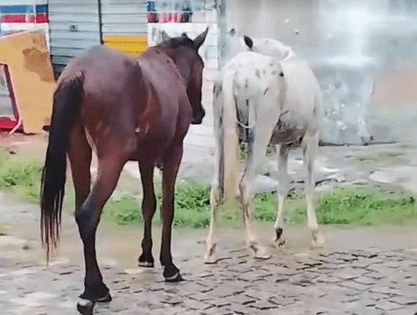 Leia mais sobre o artigo Animais soltos e mato tomando conta das ruas, geram denúncias e preocupação em João Câmara