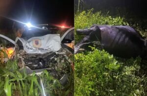 Leia mais sobre o artigo Vaca na pista provoca acidente com viatura da PM na BR-405