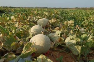 Leia mais sobre o artigo Fórum de Negócios da Fruticultura reúne especialistas e produtores em Mossoró