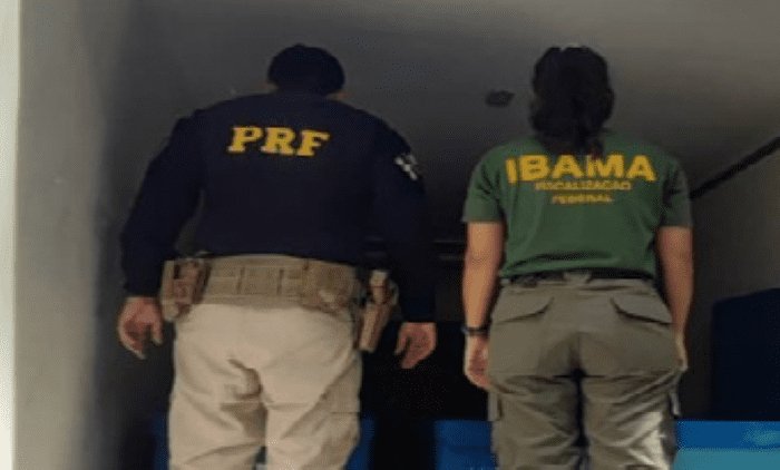 Leia mais sobre o artigo PRF e IBAMA apreendem quase uma tonelada de lagostas sendo transportadas irregularmente em Canguaretama/RN