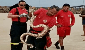 Leia mais sobre o artigo Corpo de Bombeiros do RN realiza captura de cobra na Praia da Redinha, em Natal