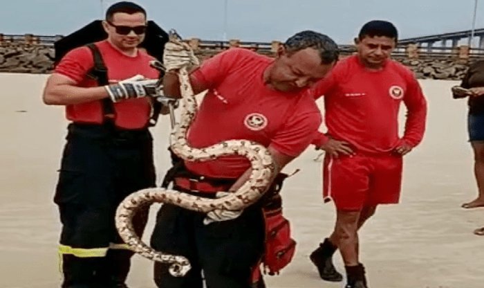 Leia mais sobre o artigo Corpo de Bombeiros do RN realiza captura de cobra na Praia da Redinha, em Natal