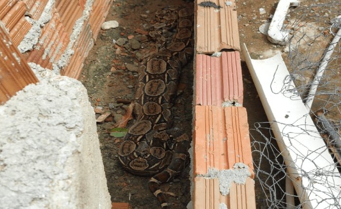 Leia mais sobre o artigo Jiboia de quase dois metros é capturada após invadir quintal e comer galinha em Bento Fernandes