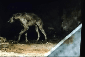 Leia mais sobre o artigo Mistério em Boa Cica: Animal não identificado assusta moradores durante a madrugada em Touros 
