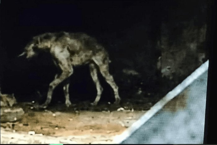 Leia mais sobre o artigo Mistério em Boa Cica: Animal não identificado assusta moradores durante a madrugada em Touros 