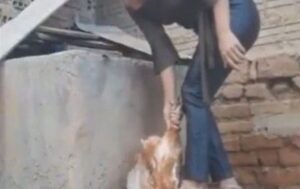 Leia mais sobre o artigo Após ação do MPRN, mulher suspeita de maus-tratos contra animais é presa no interior do RN